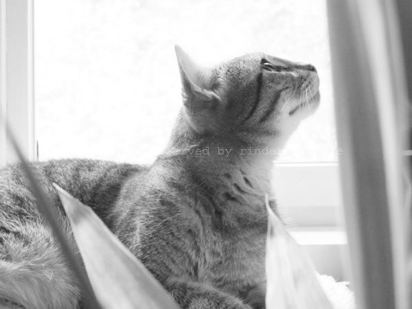 20141123 - Polly (3)