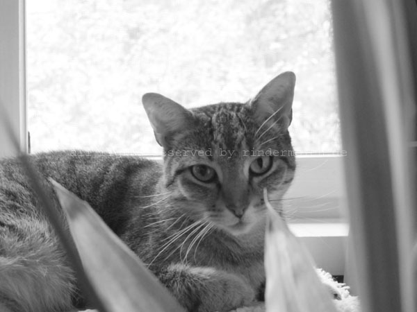 20141123 - Polly (4)