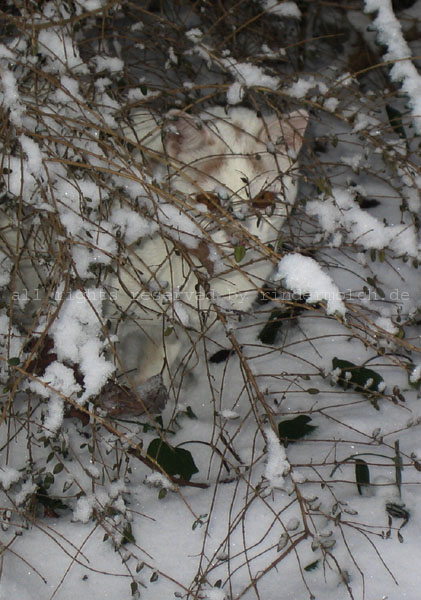 20100120 - cats (10)