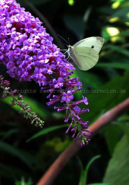 20160828 - Butterflies (8)