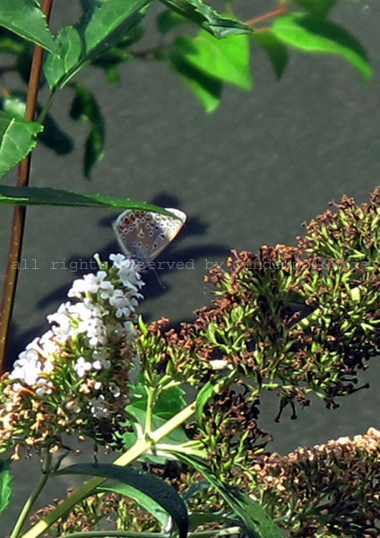 20180729 - Hauhechelblaeuling