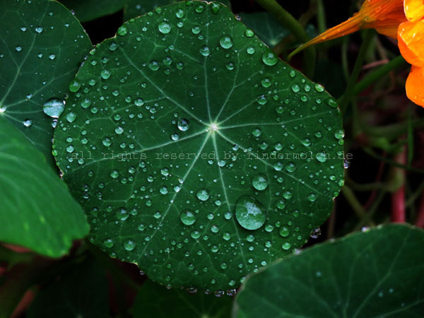 20171107 - Lotuseffekt (2)